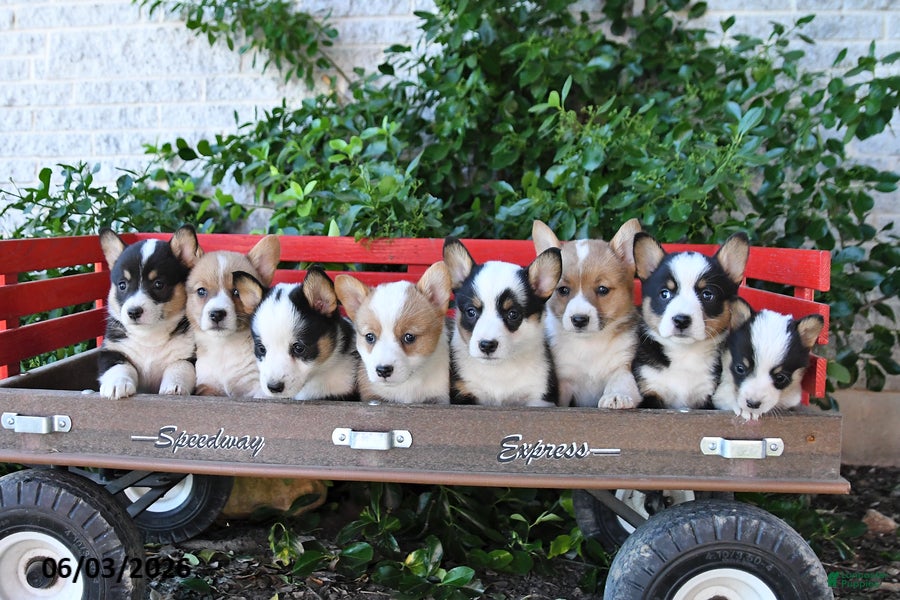 Welsh Corgi Pembroke dogs for sale: Micky - Ad 3