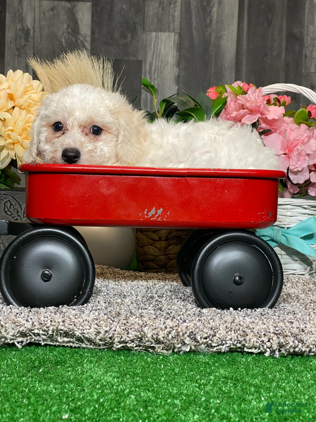 Bichon Frise dogs for sale: Bimbo  - Ad 4