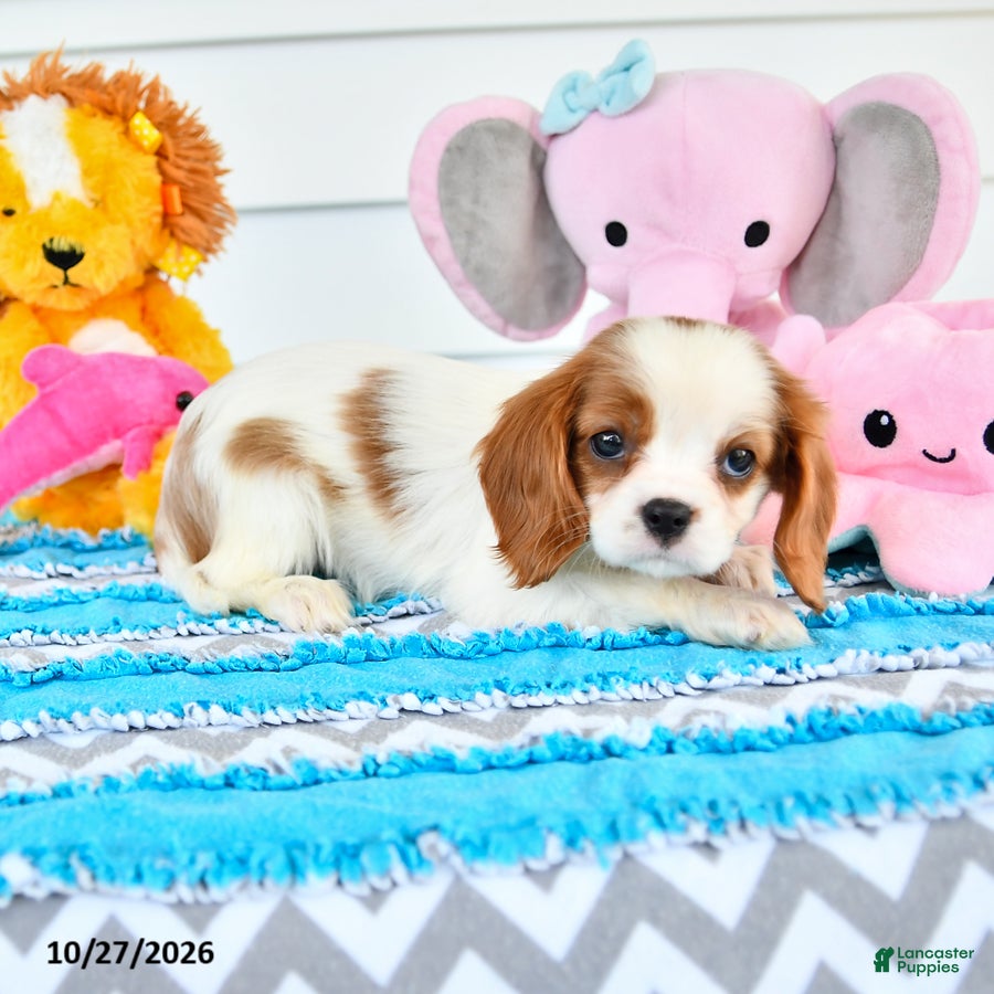 Cavalier King Charles Spaniel dogs for sale: Rina - Ad 2