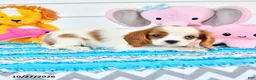 Cavalier King Charles Spaniel dogs for sale: Rina - Ad 2