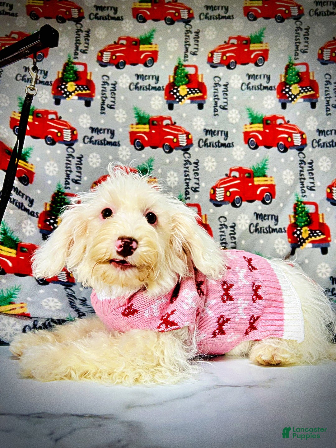 Havapoo dogs for sale: Queenie - Ad 13