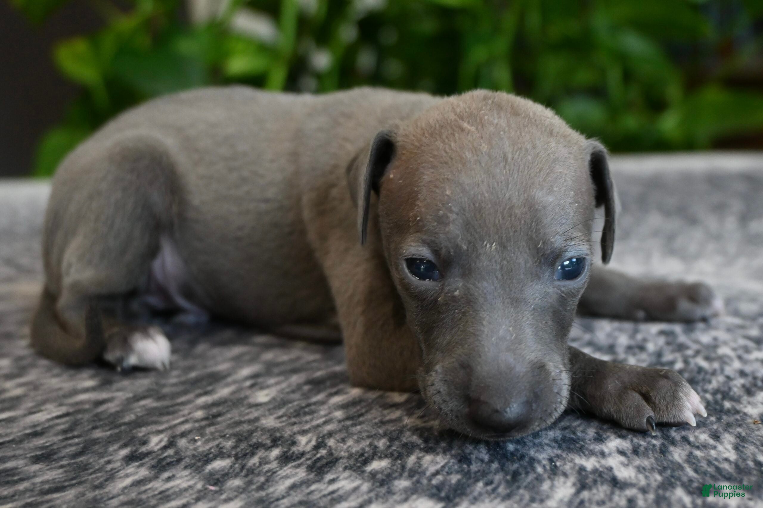 Italian Greyhound dogs Blizzy - Ad 2