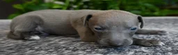 Italian Greyhound dogs for sale: Blizzy - Ad 2