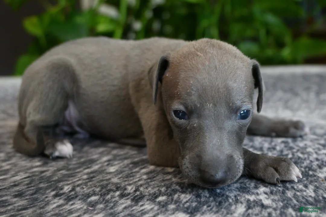 Italian Greyhound dogs for sale: Blizzy - Ad 2
