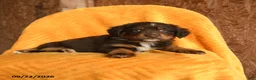 Mixed Breed dogs for sale: Mocha - Ad 3