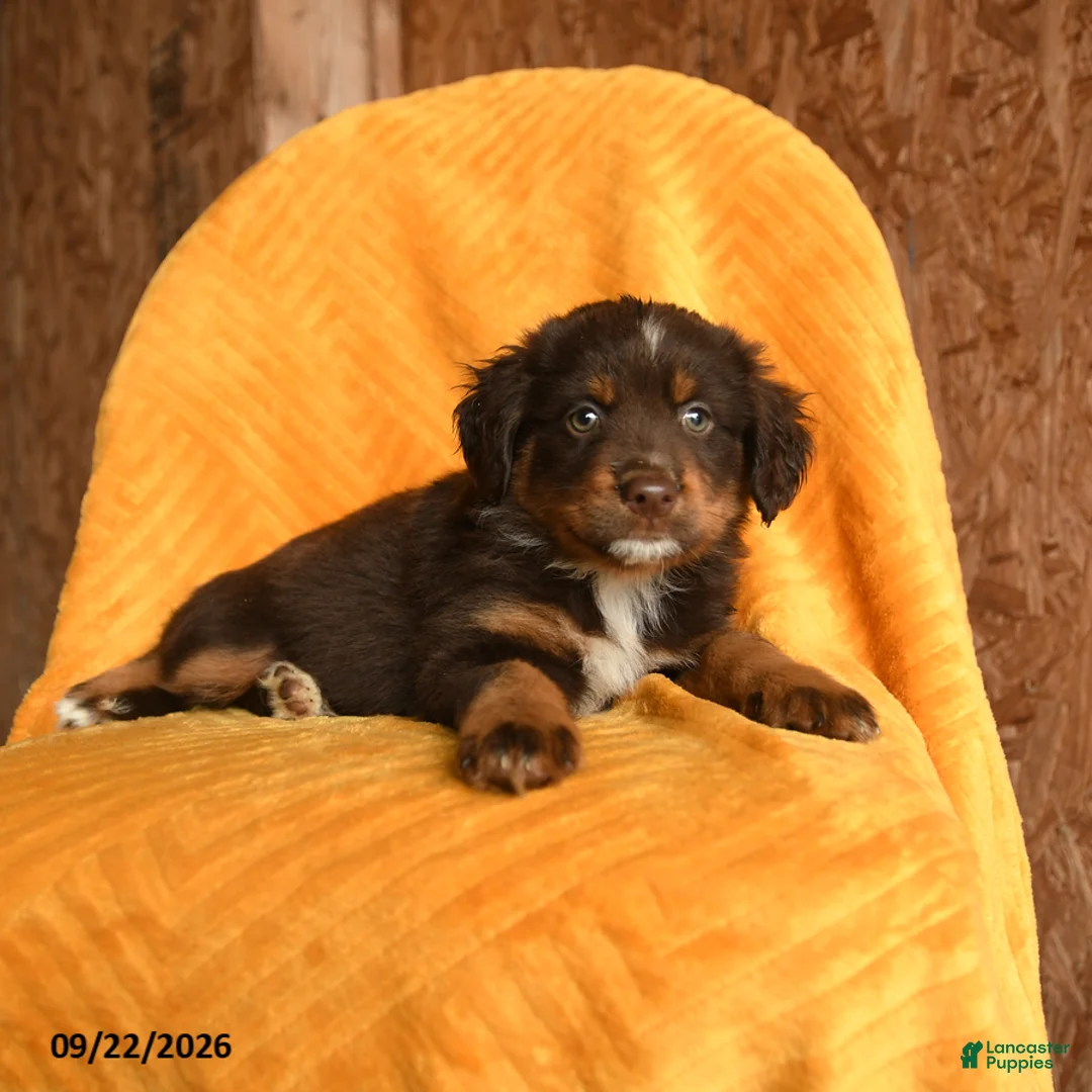 Mixed Breed dogs for sale: Mocha - Ad 3