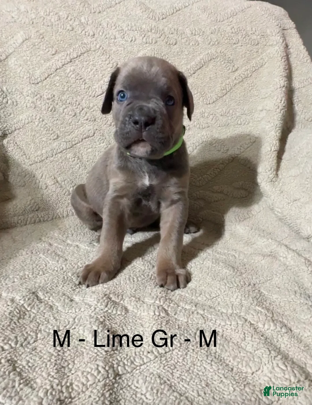 Cane Corso dogs for sale: Lime Green - Ad 1
