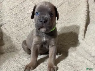 Cane Corso dogs Lime Green - Ad 13