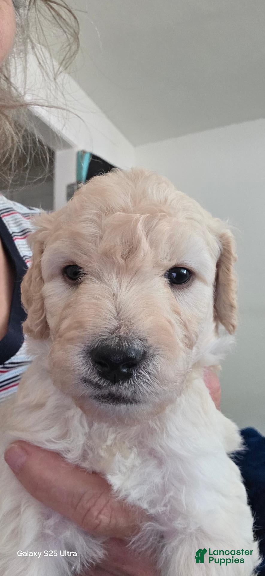 Mini Goldendoodle dogs Mini Goldendoodle 3 - Ad 1