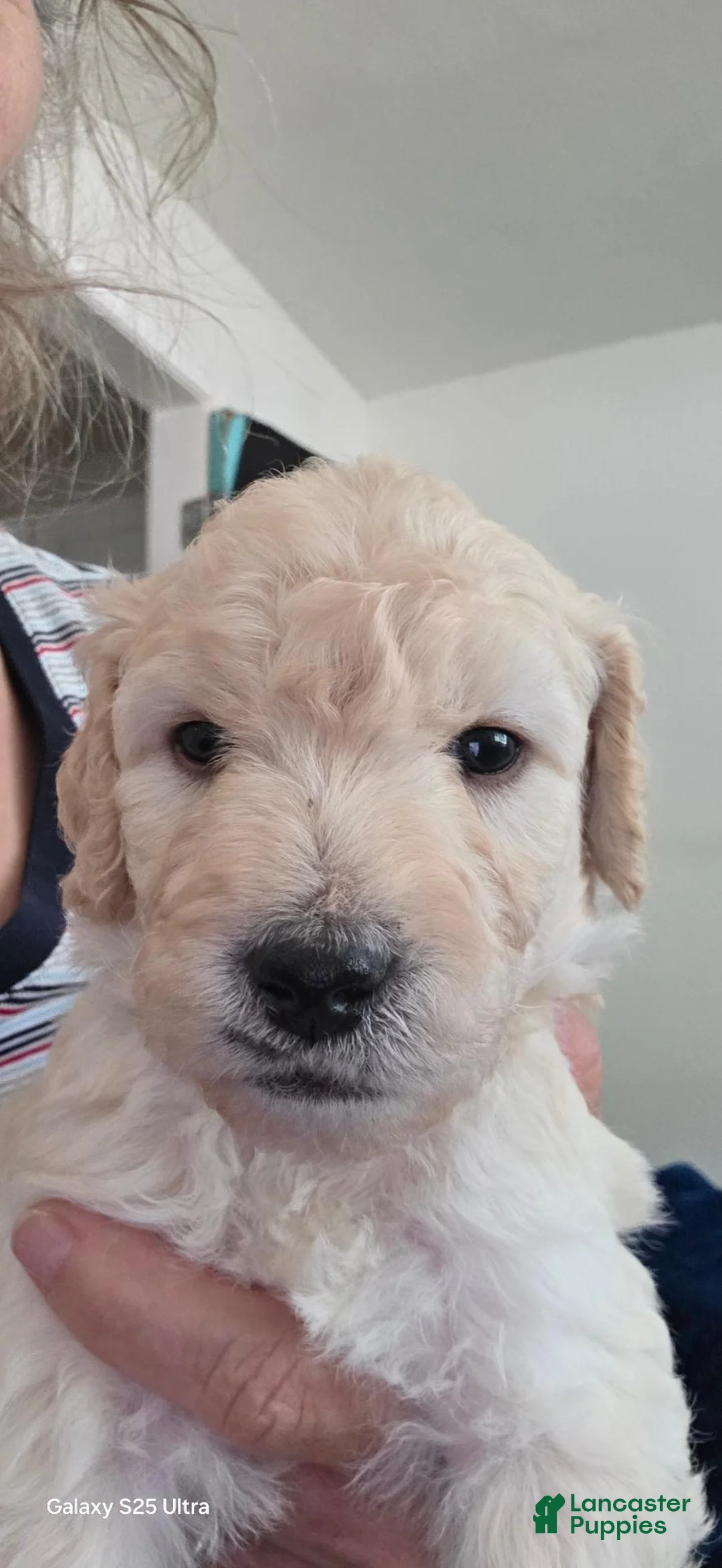Mini Goldendoodle dogs for sale: Mini Goldendoodle 3 - Ad 1