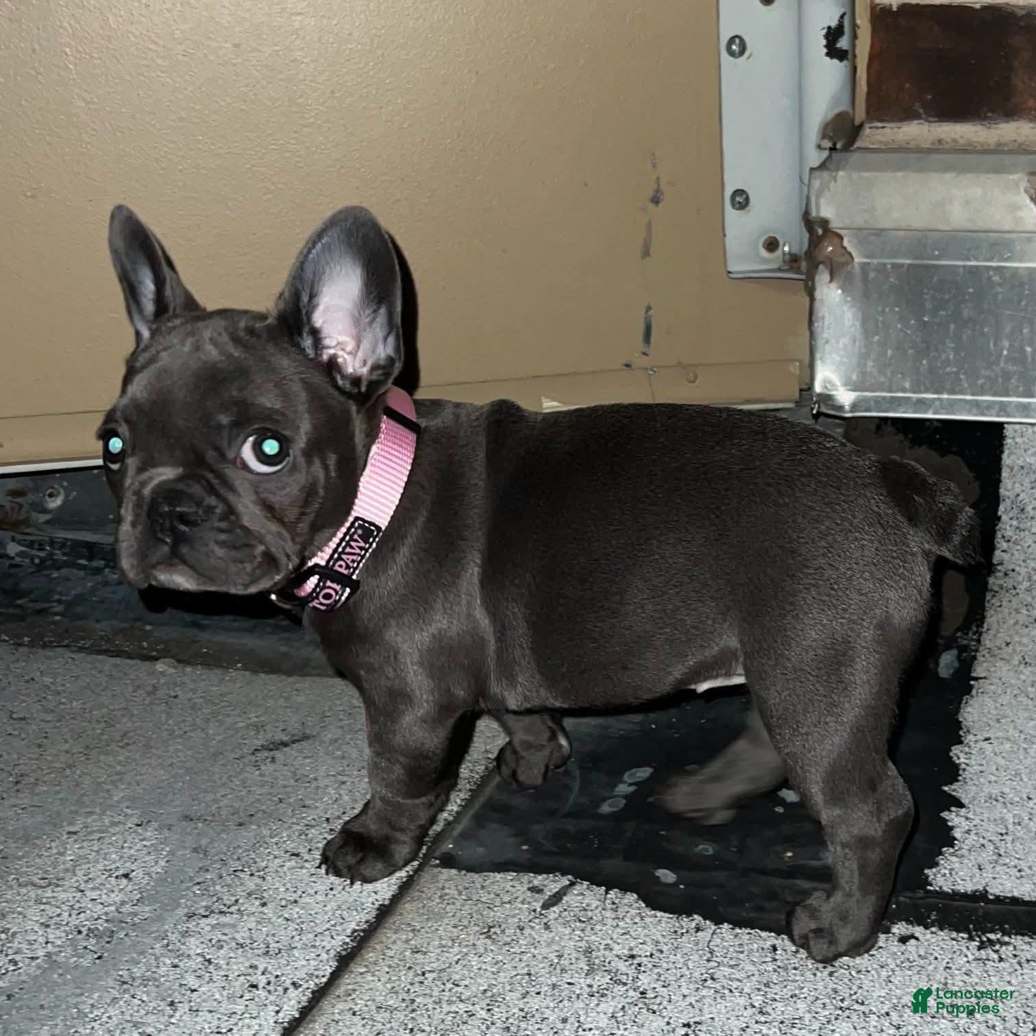 French Bulldog dogs for sale: French Bulldog 1 - Ad 24