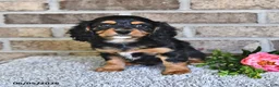 Cavachon dogs for sale: Benji - Ad 5