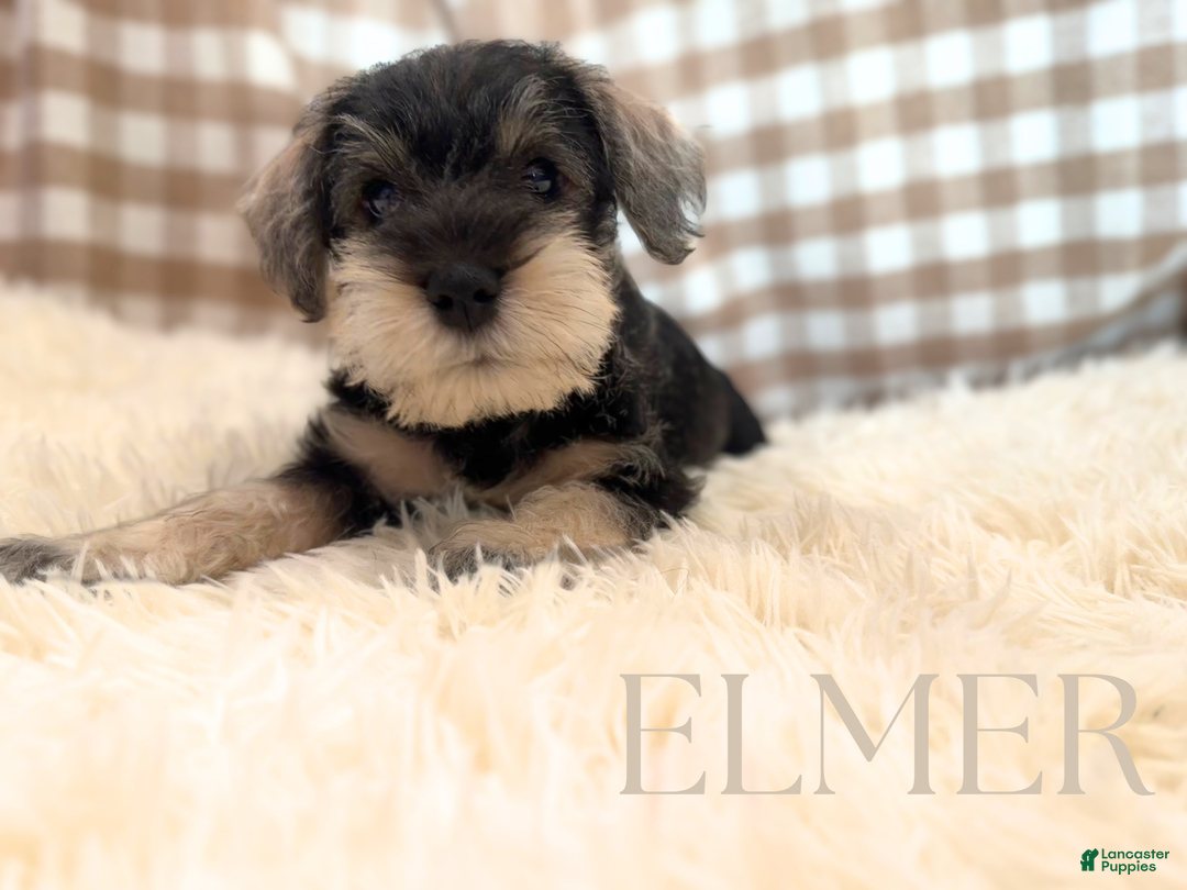 Miniature Schnauzer dogs for sale: ELMER - Ad 1