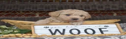 Bichpoo dogs for sale: Putter - Ad 14