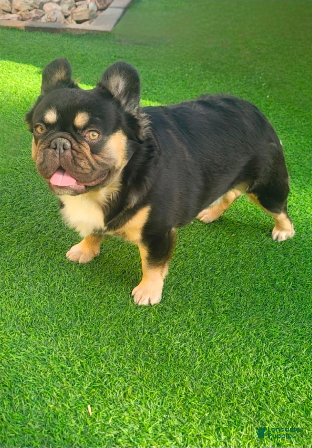 French Bulldog dogs for stud: Grizzly  - Ad 2