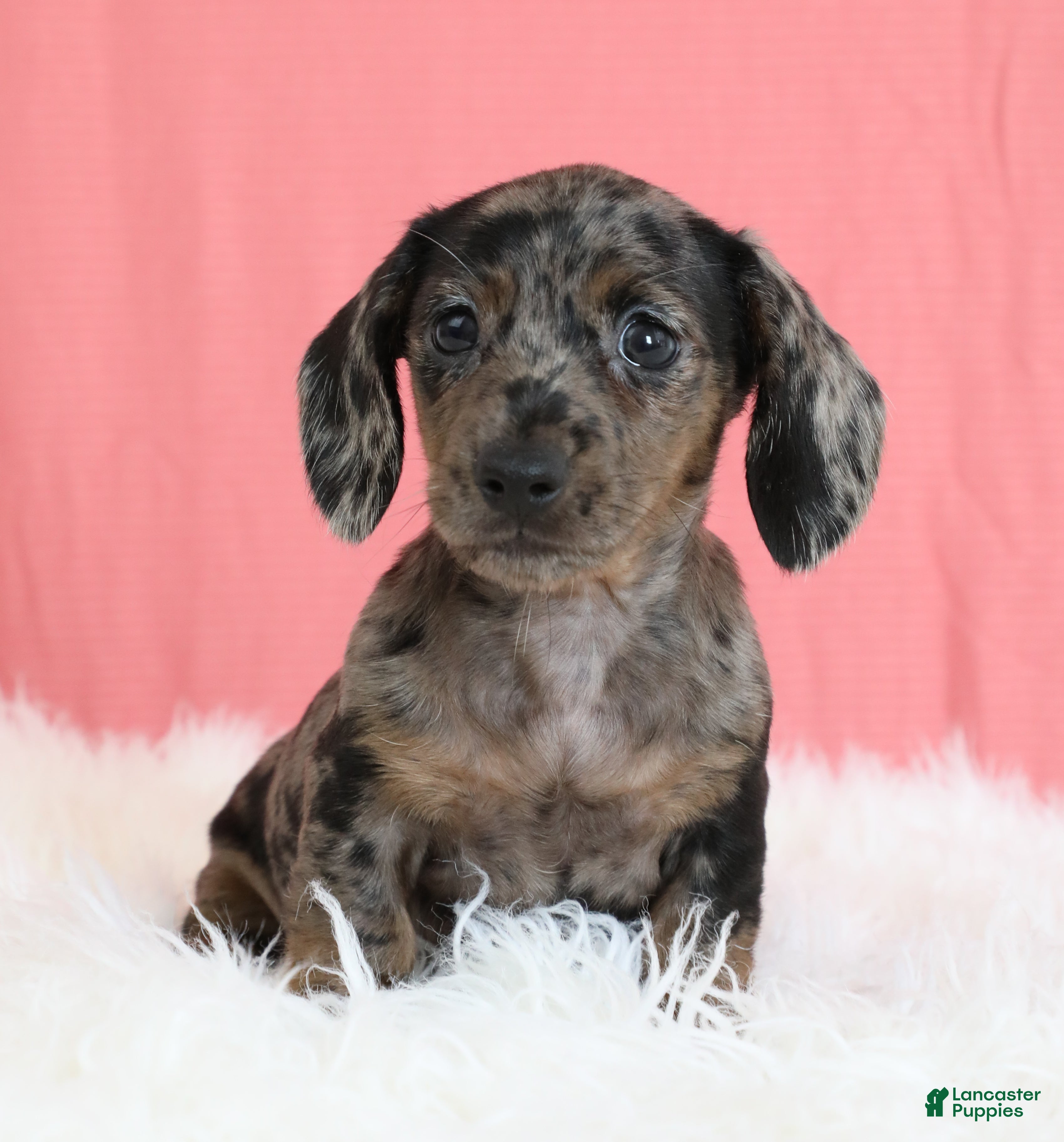 Miniature Dachshund dogs Peaches 🍑 - Ad 2