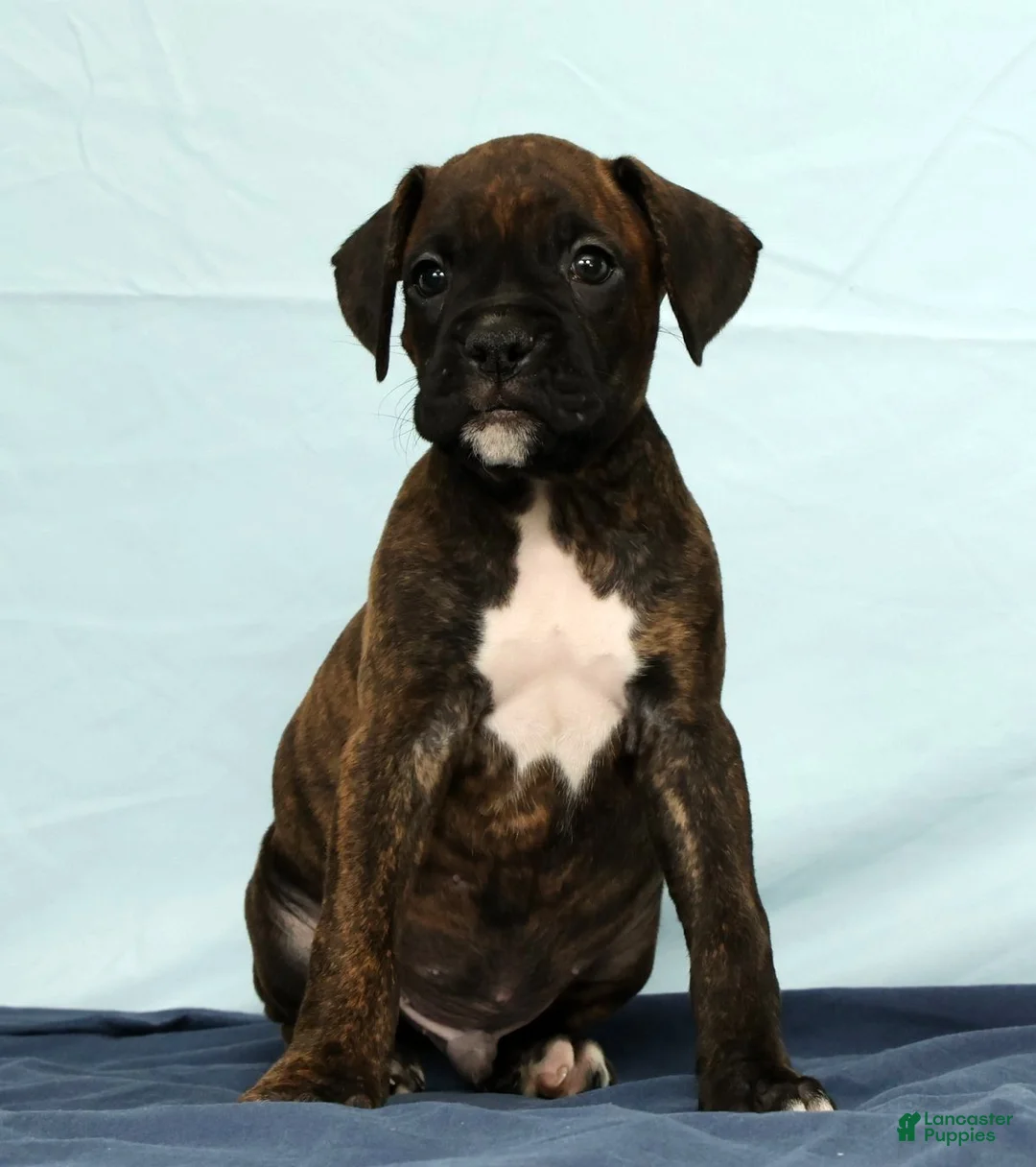 Boxer dogs for sale: Ebony - Ad 2