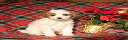 Mini Bernedoodle dogs for sale: Lilly - Ad 1