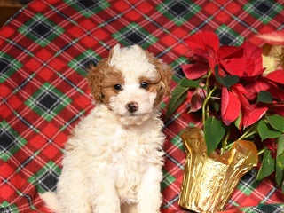 Mini Bernedoodle dogs Lilly - Ad 36