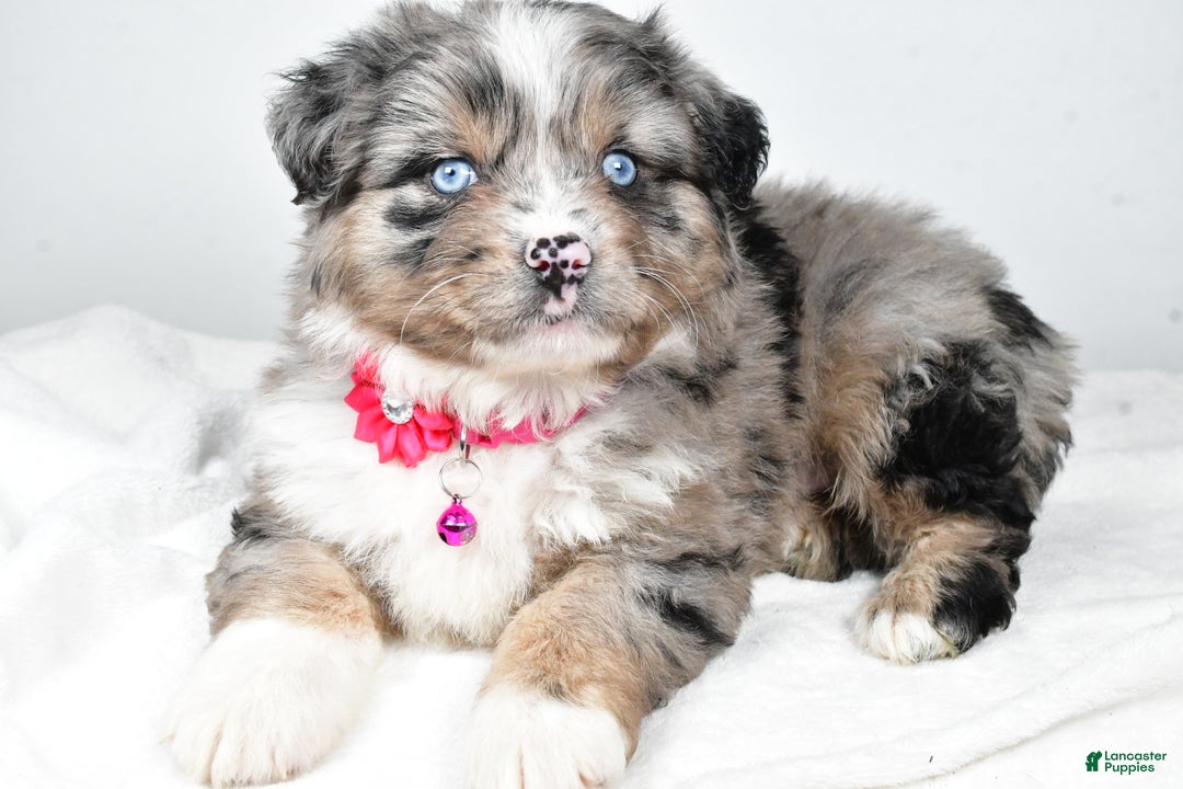 Mixed Breed dogs for sale: Pansy - Ad 2