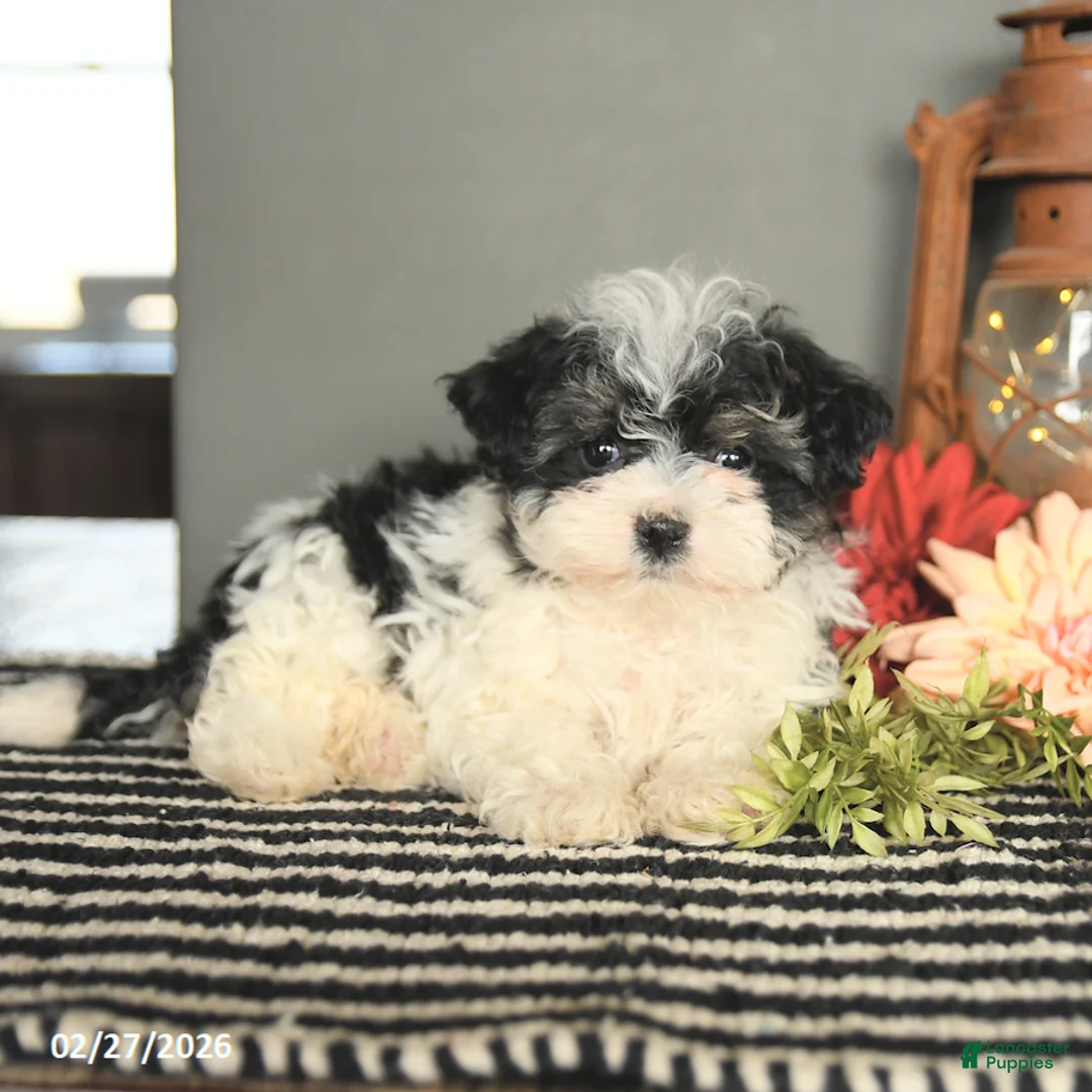 Maltipoo dogs for sale: Flora   - Ad 3