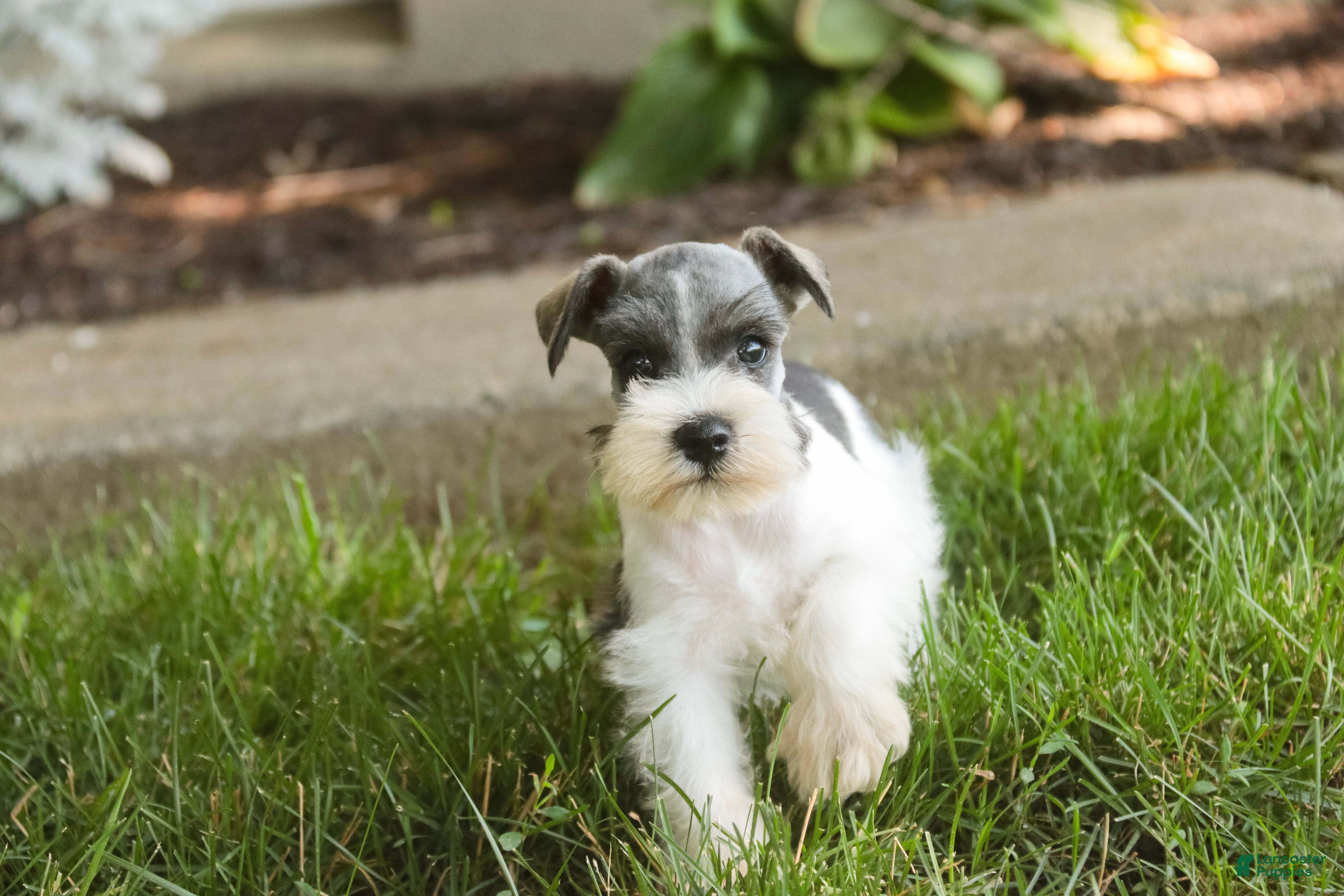 Miniature Schnauzer dogs Quinn Miniature Schnauzer  - Ad 2