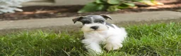 Miniature Schnauzer dogs for sale: Quinn Miniature Schnauzer  - Ad 10