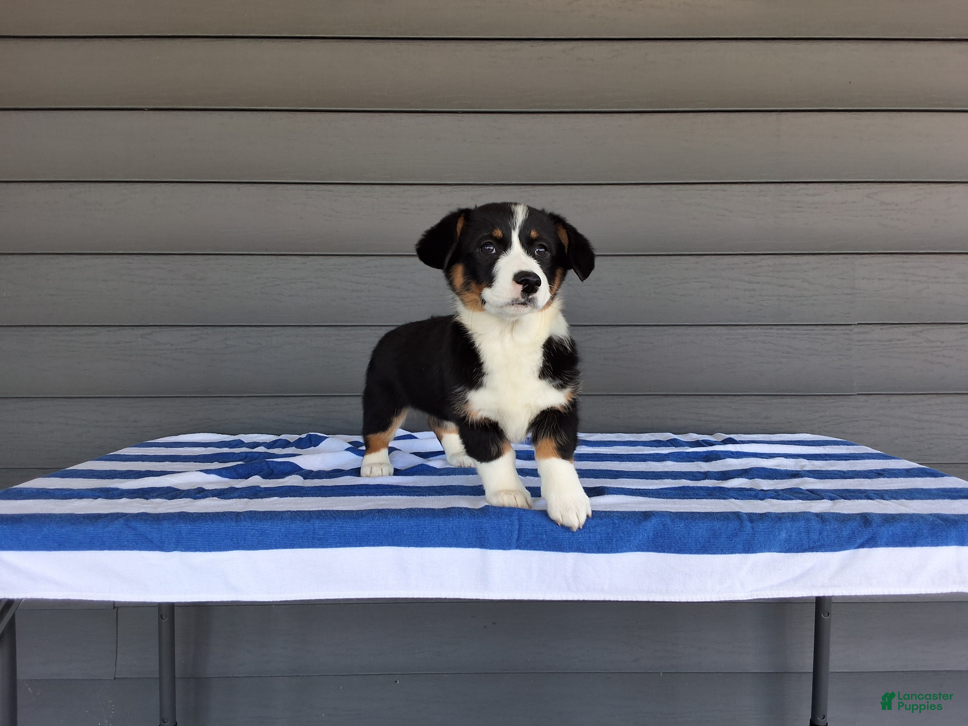 Welsh Corgi Pembroke dogs Della - Ad 2