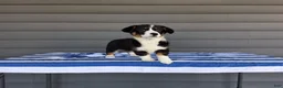 Welsh Corgi Pembroke dogs for sale: Della - Ad 2