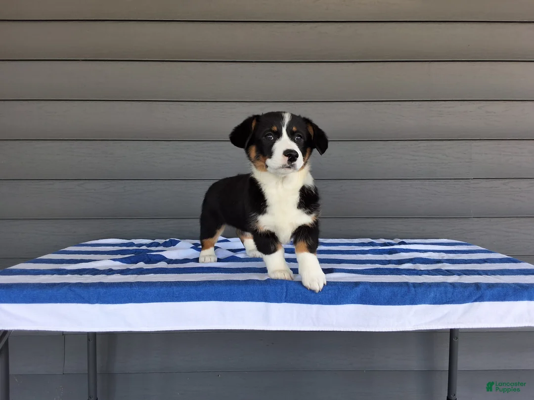 Welsh Corgi Pembroke dogs for sale: Della - Ad 2