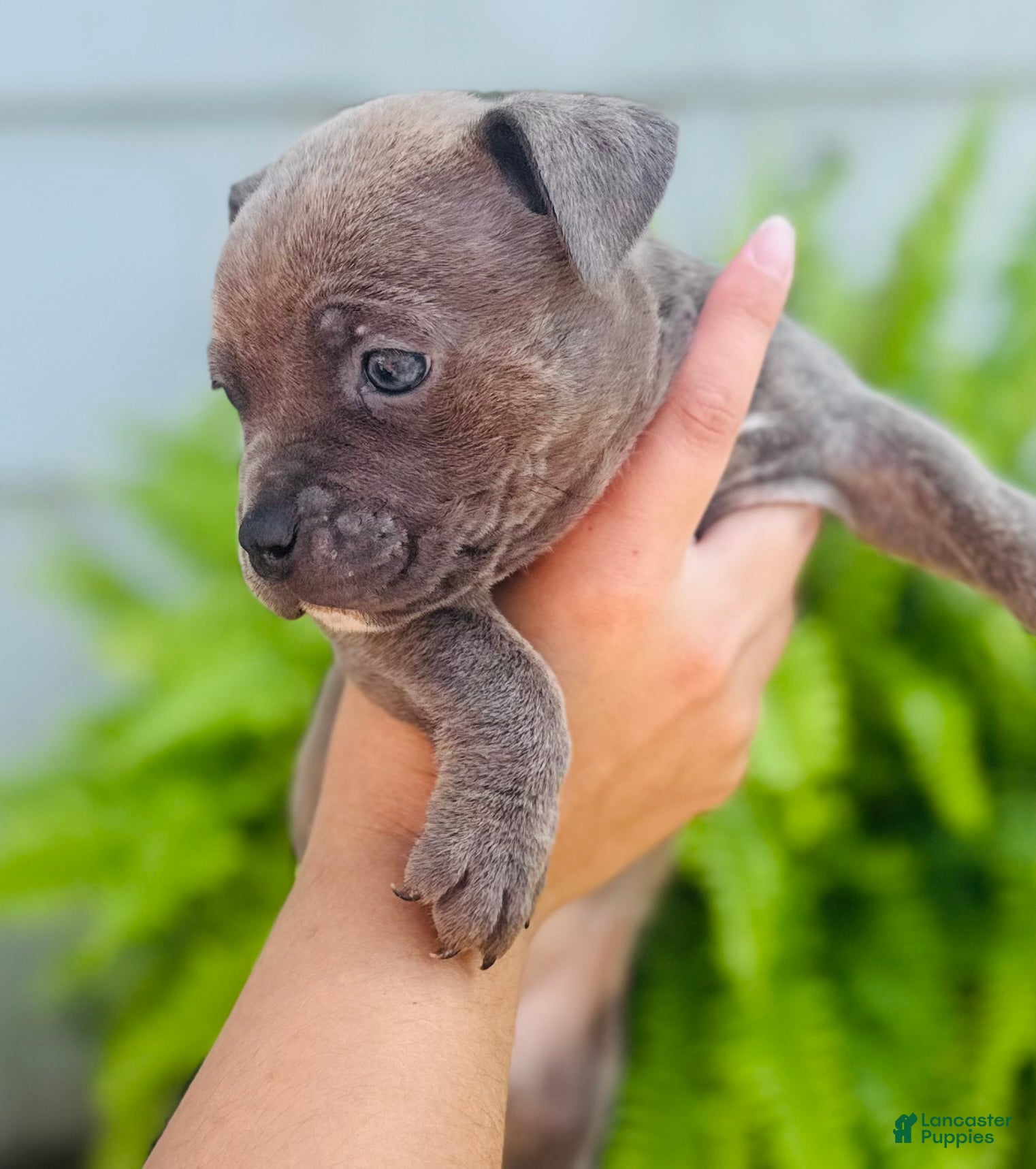 American Bully dogs American Bully 5 - Ad 42