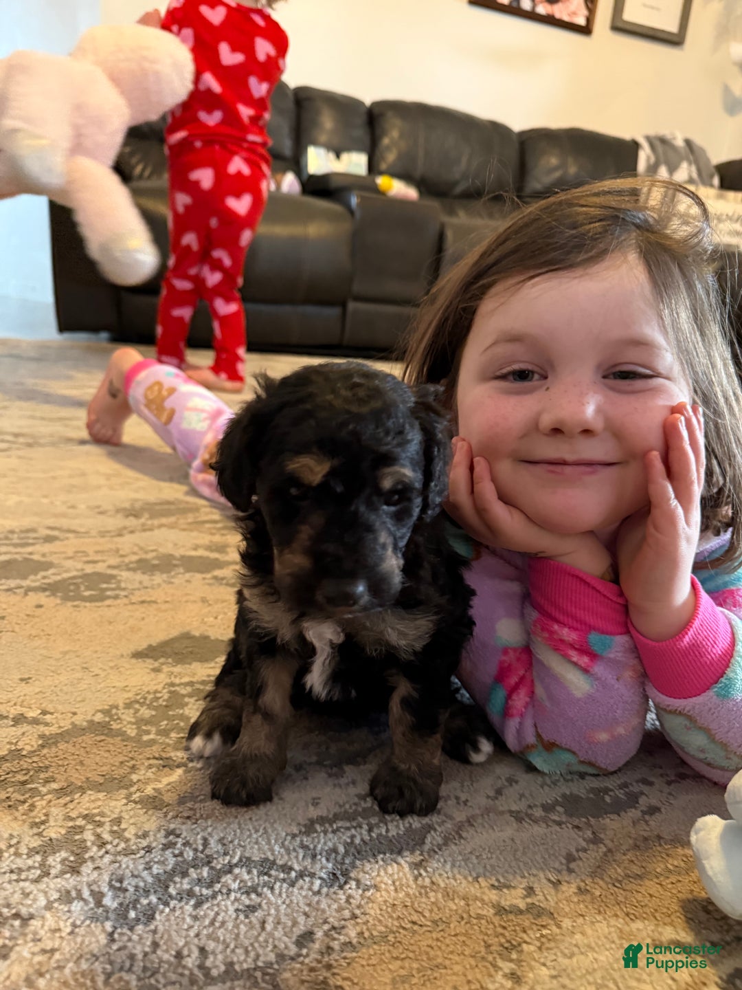 Aussiedoodle dogs for sale: Lizzy - Ad 7