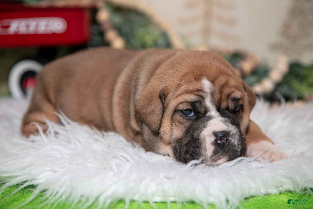 Mixed Breed dogs for sale: Ben - Ad 3