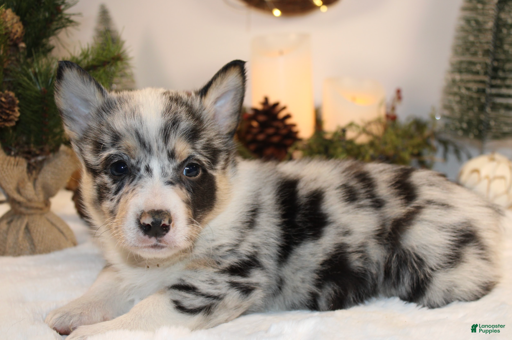 Welsh Corgi Pembroke dogs Ben - Ad 12