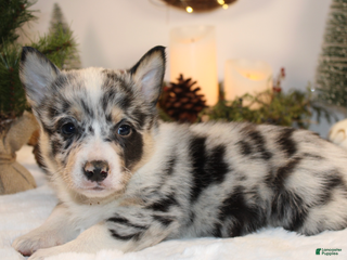 Welsh Corgi Pembroke dogs Ben - Ad 4