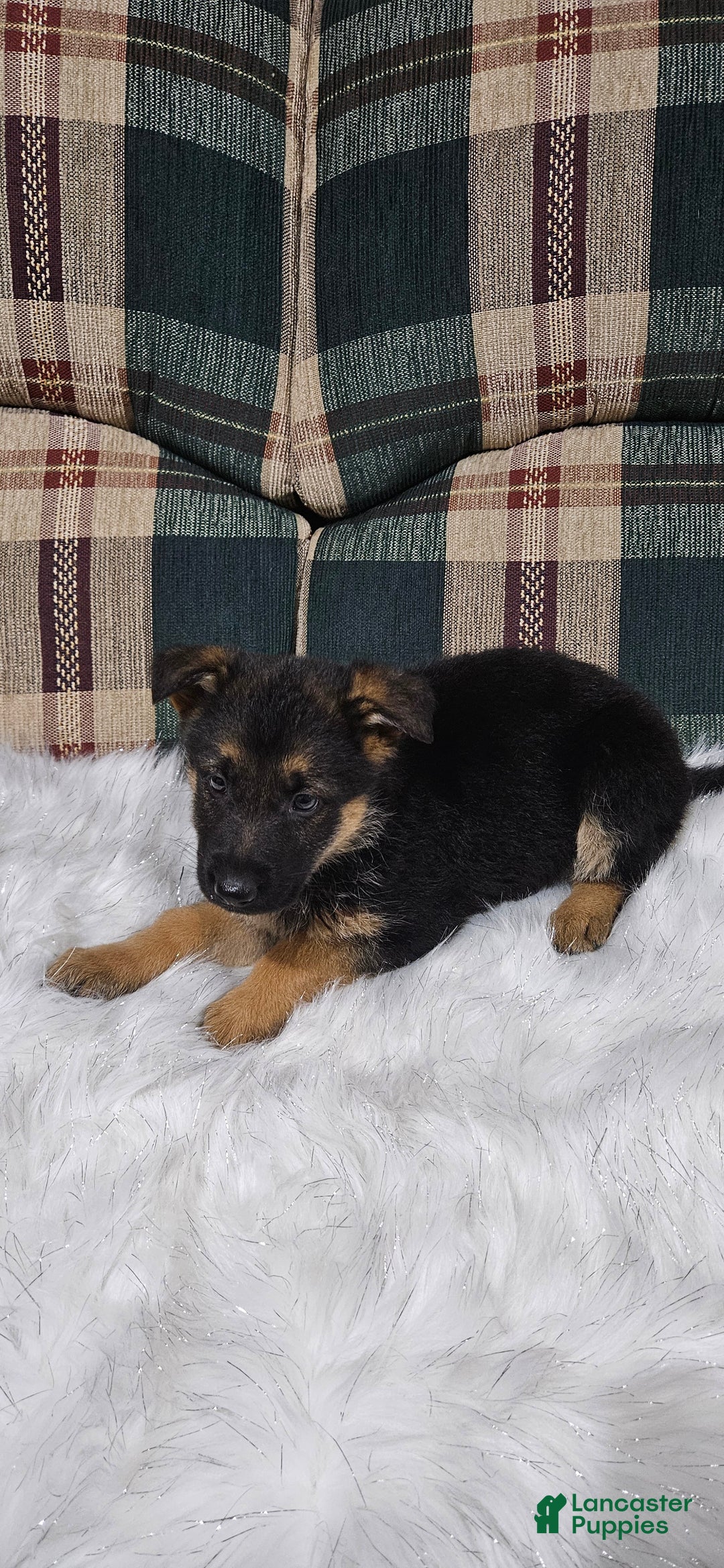 German Shepherd dogs for sale: Bella - Ad 2