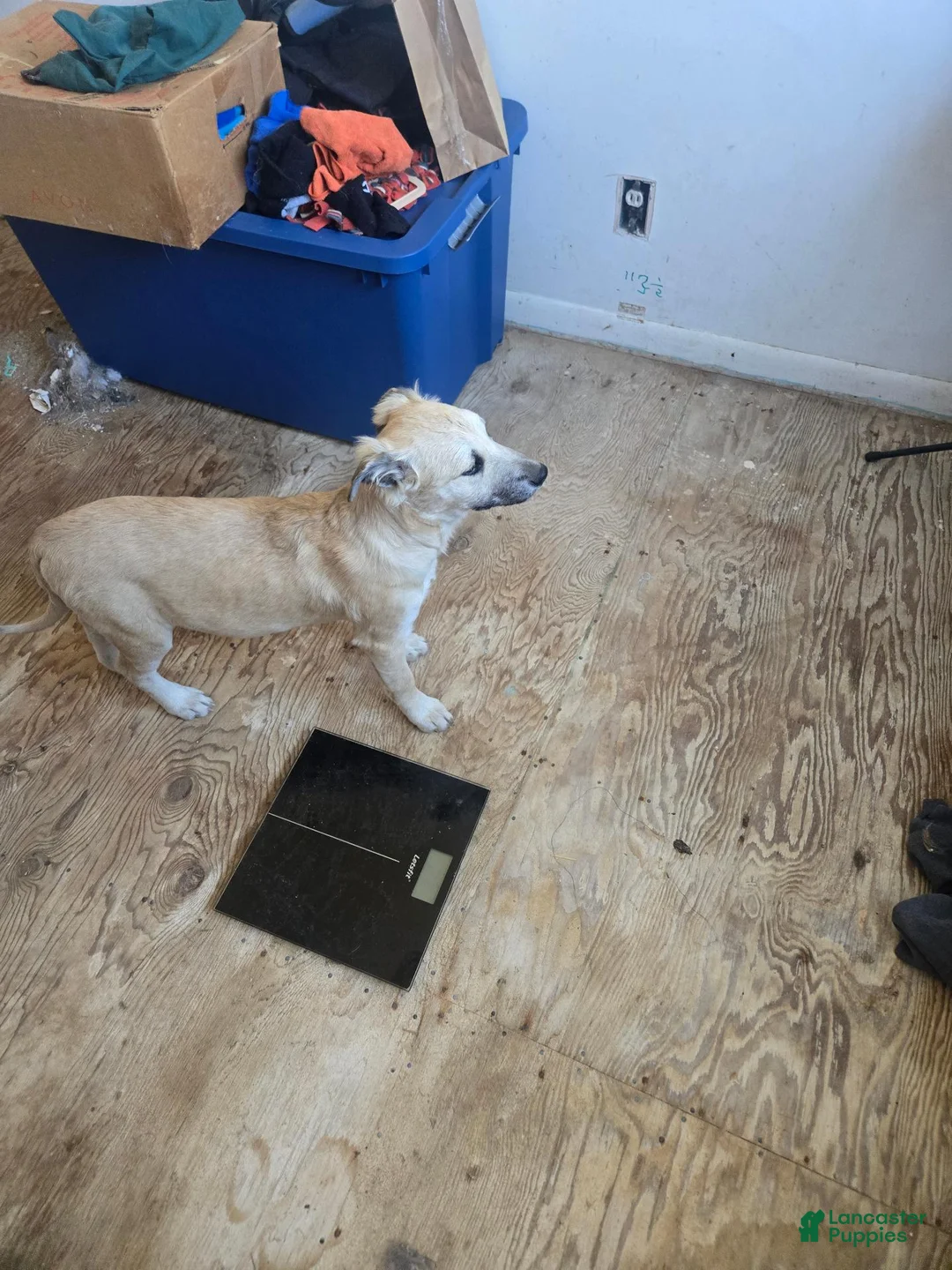 Mixed Breed dogs for sale: Mixed Breed 6 - Ad 1