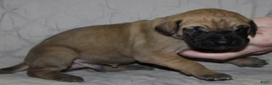 Sirius