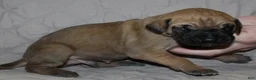 Great Dane dogs for sale: Sirius - Ad 1
