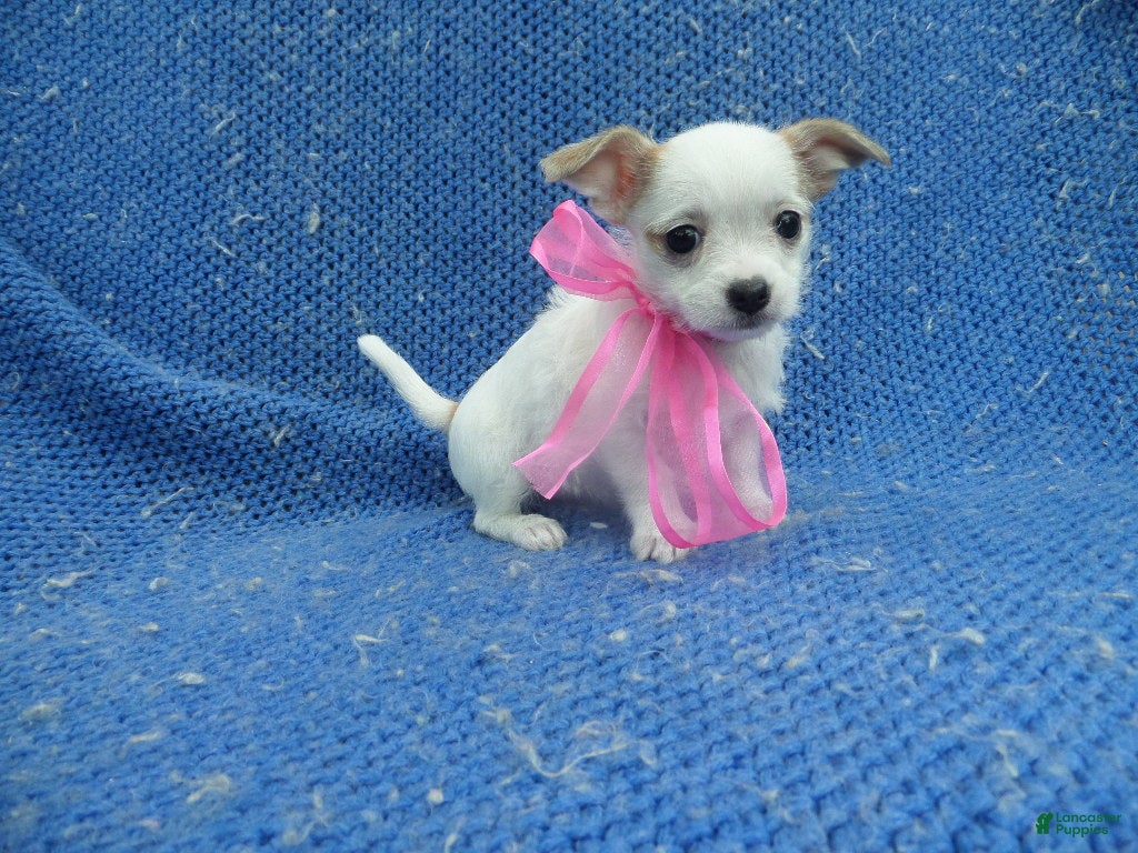 Mixed Breed dogs Daisy  - Ad 42