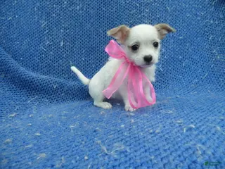 Mixed Breed dogs Daisy - Ad 10