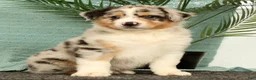 Miniature Australian Shepherd dogs for sale: Jake - Ad 9