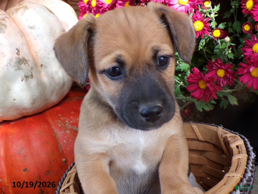 Jug dogs for sale: Cocoa - Ad 1