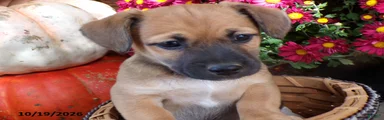 Cocoa