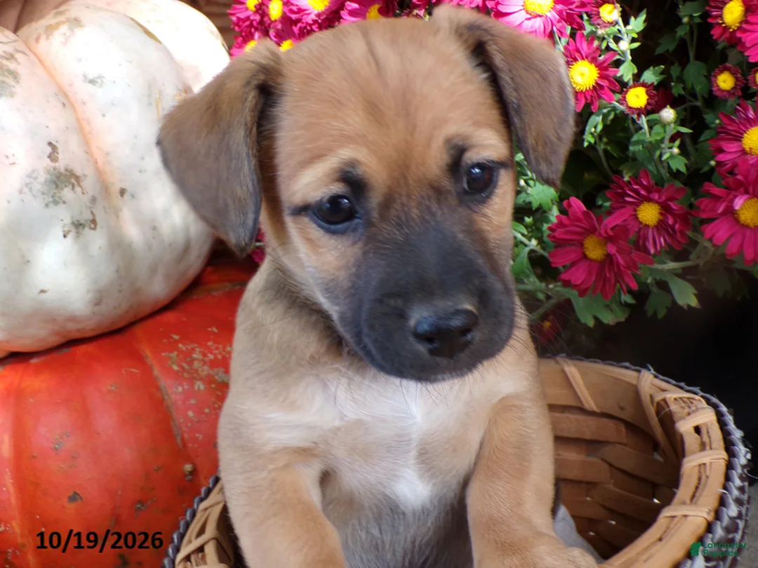 Jug dogs for sale: Cocoa - Ad 1