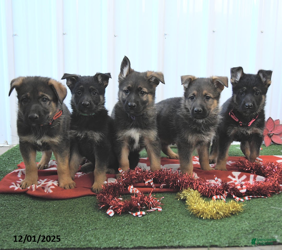 German Shepherd dogs for sale: Amber - Ad 5