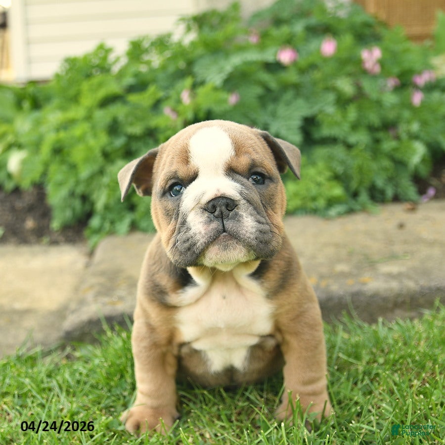 English Bulldog dogs Luna  - Ad 2