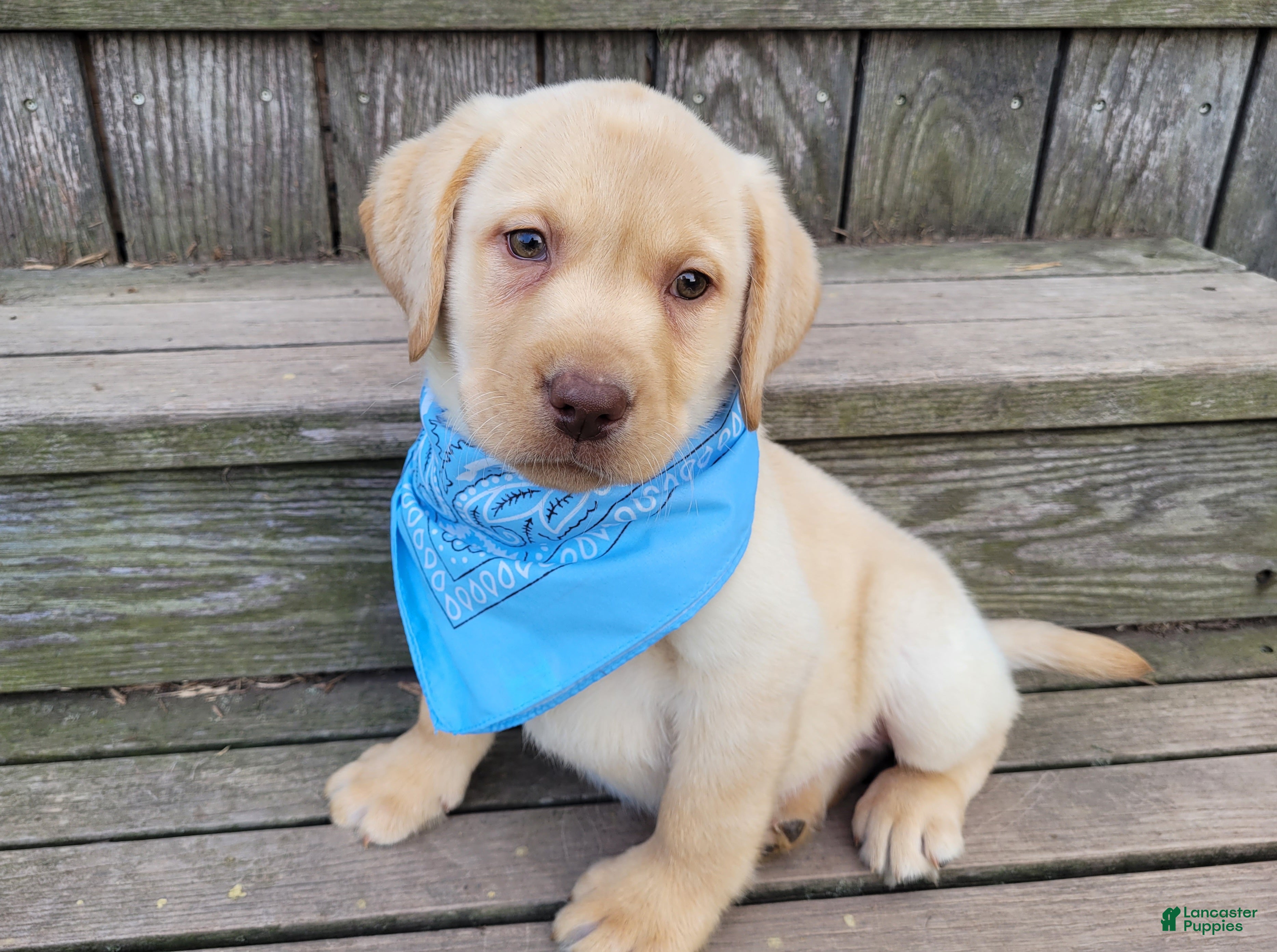 Labrador Retriever dogs Winston - Ad 1