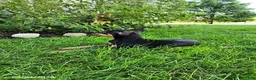 Doberman Pinscher dogs for sale: Kash - Ad 5