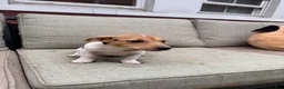 Jack Russell Terrier dogs for sale: Cherry - Ad 3
